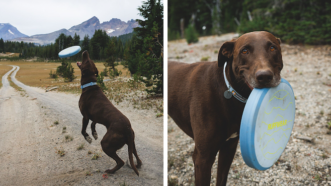 Two pictures of a dog playing with the Camp Flyer. The dog is smiling.