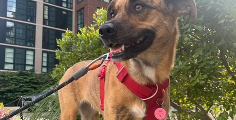 A sweet pup wears a red Front Range Harness