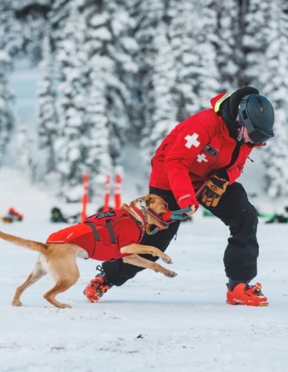 An avy dog plays with their handler in the snow.