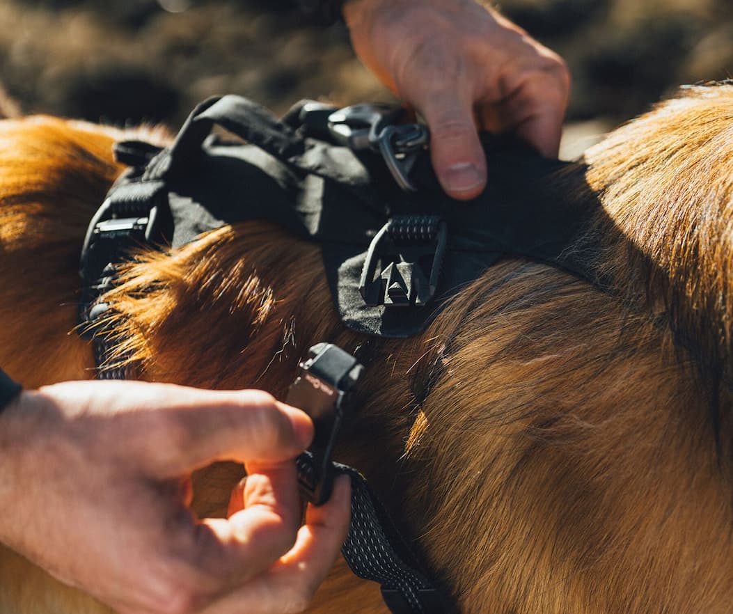 A close up of a human clipping on a Ridgeline™ Harness