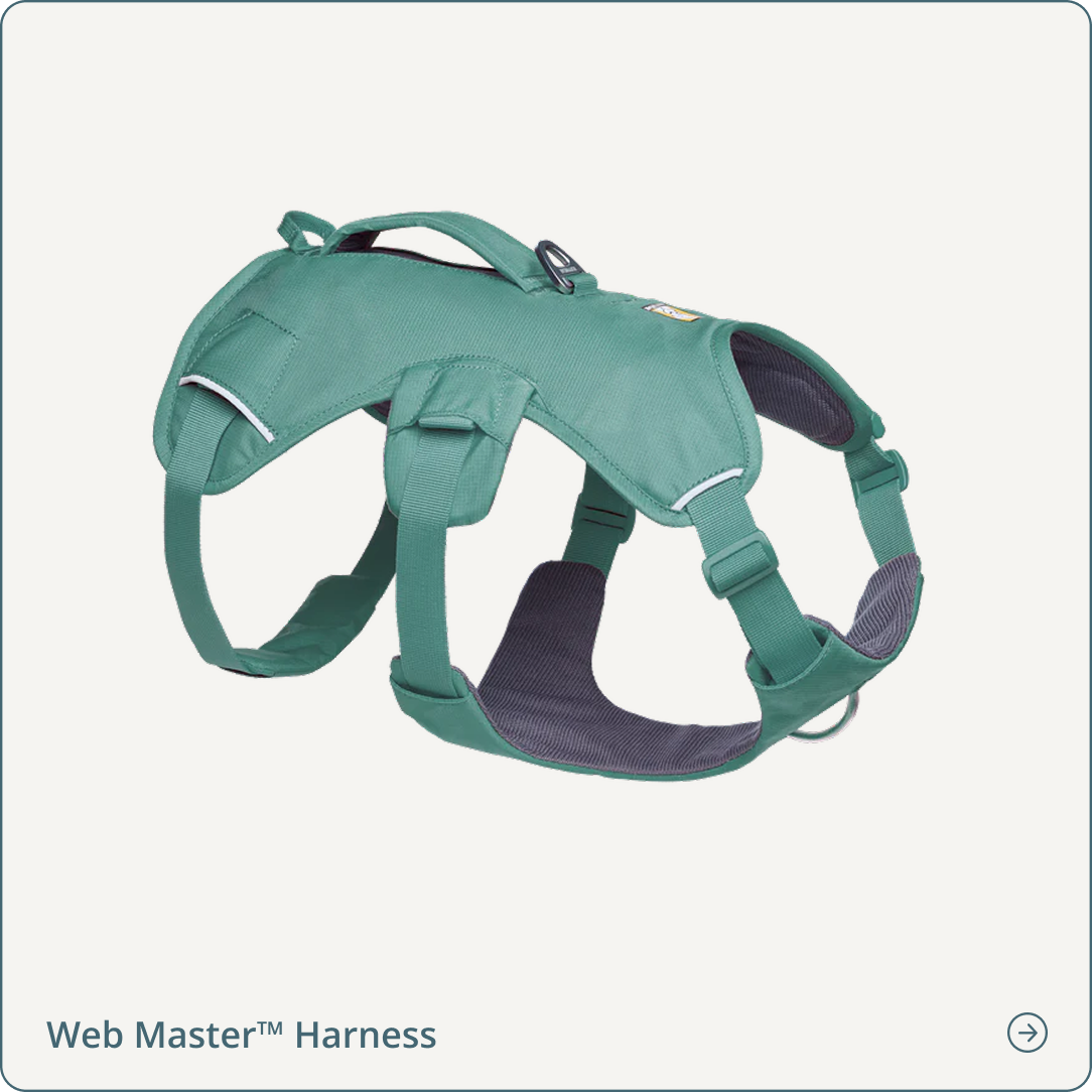 Web Master™ Dog Harness with Handle in River Rock Green