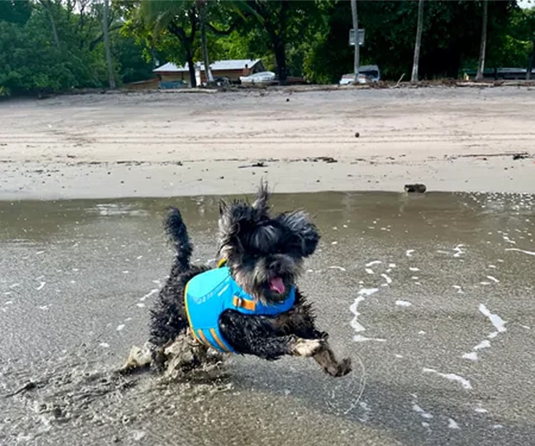 A dog runs in the shallow water.