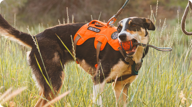 A working dog plays with a ball while wearing an orange Web Master™ Harness