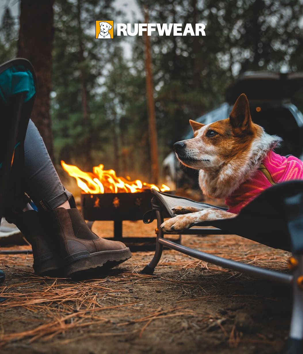A dog sits by a campfire with their human, having a good time.