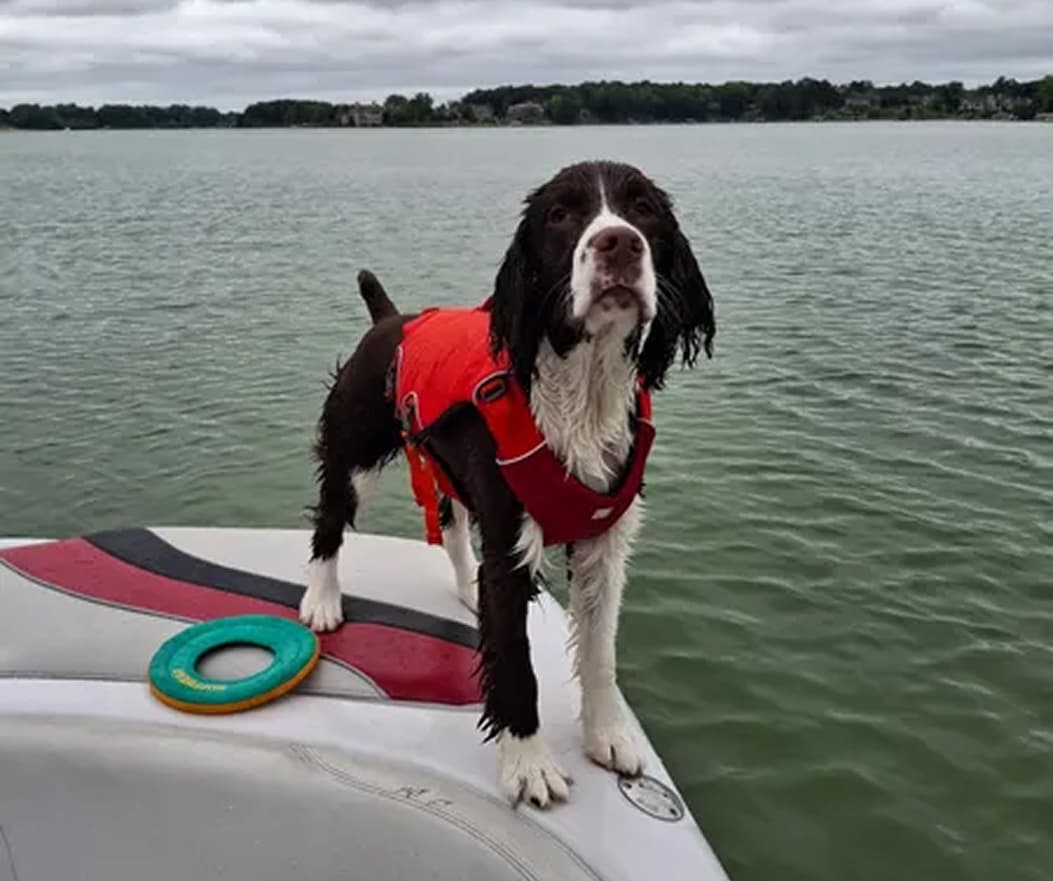 A dog stands on a boat in a confluence life jacket