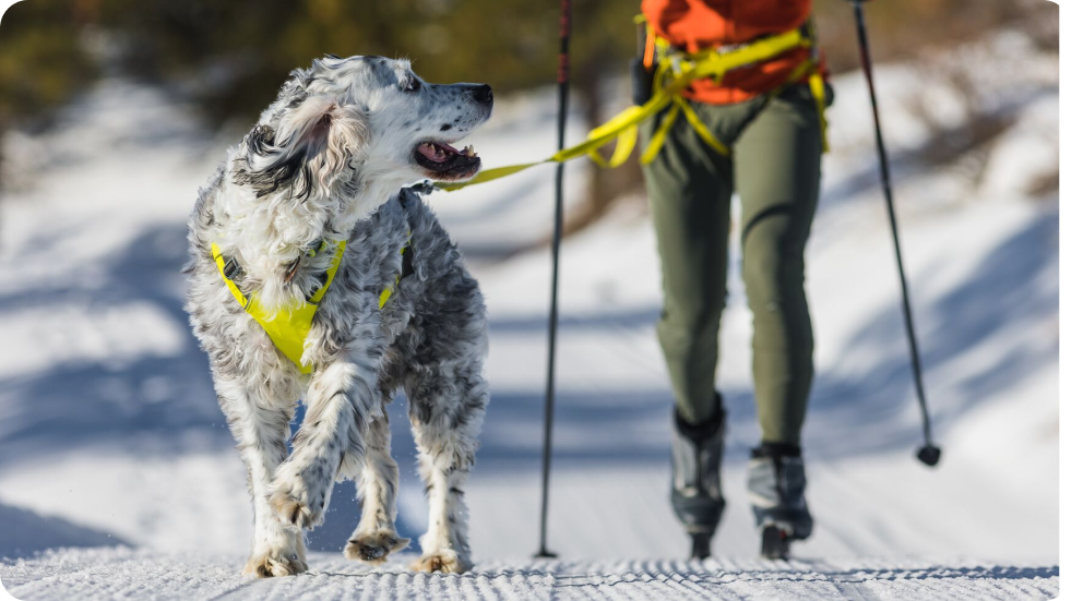 A human and dog go joring together.