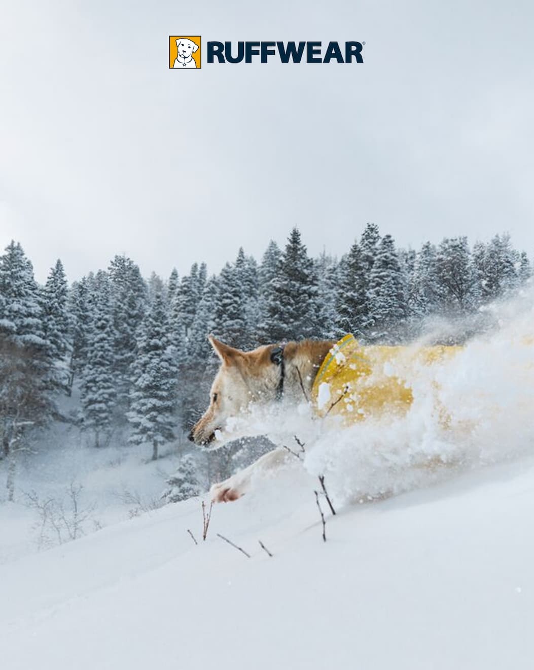 A dog races down a snow covered hill.