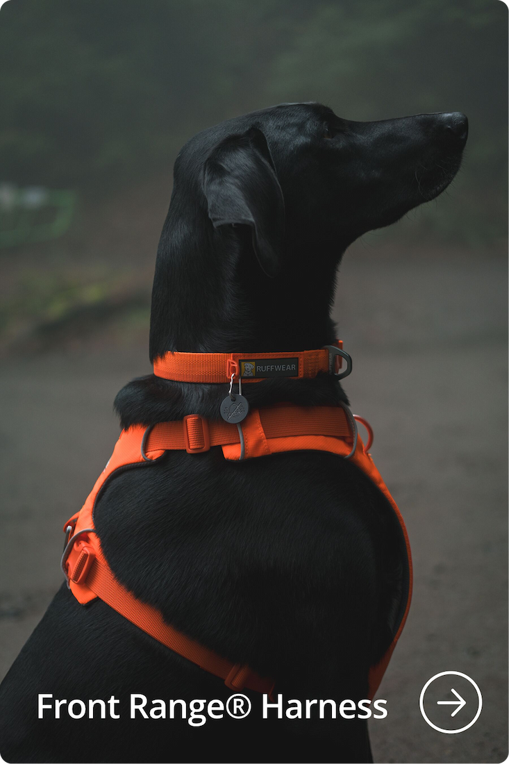 A black dog wears a Blaze Orange Front Range® Harness