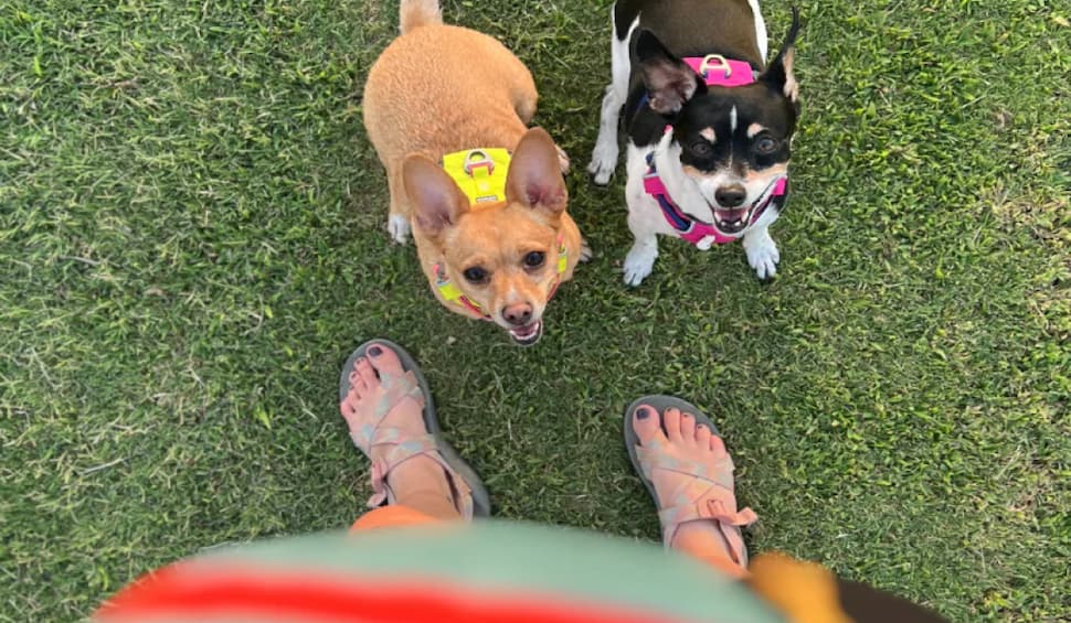 Two ambassador dogs look up at their human.