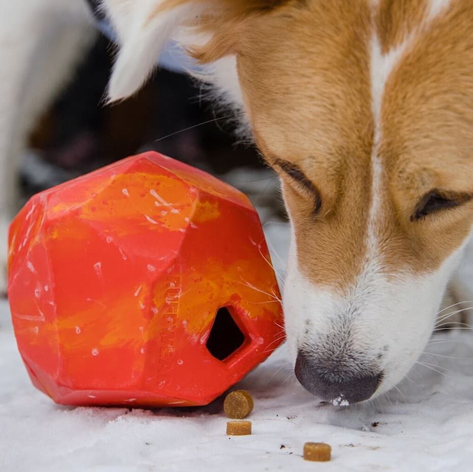 A dog plays with a Gnawt-A-Rock in the snow.