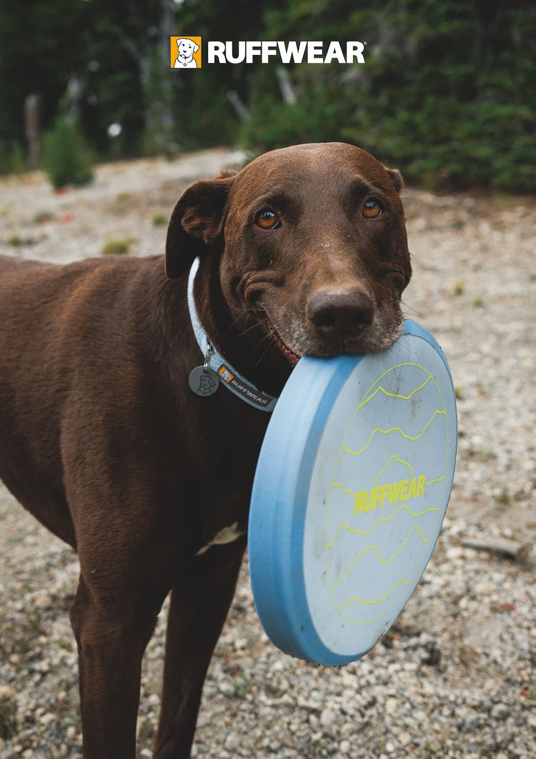 A dog holds a Camp Flyer in their mouth, smiling