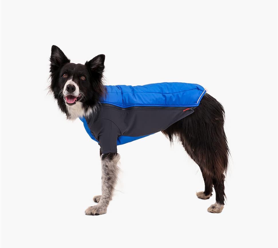 Powder Hound™ Dog Jacket in Blue Pool