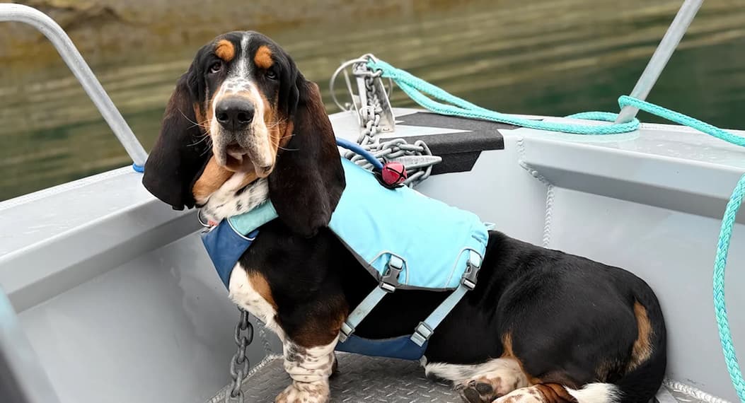 A basset hound wears the Confluence on the hull of a boat