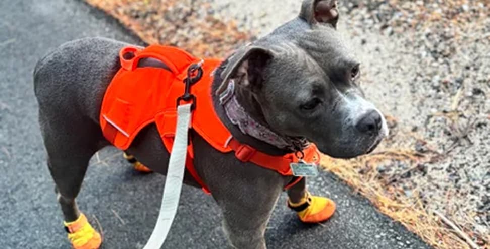 A sweet pit bull wears the Web Master Harness