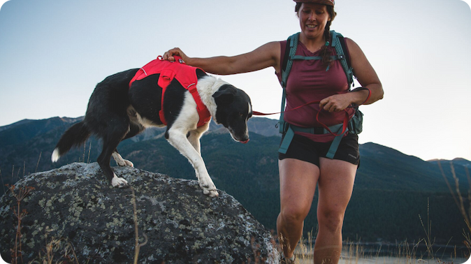 A human helps a dog off a rock using the handle of the Web Master™ Harness