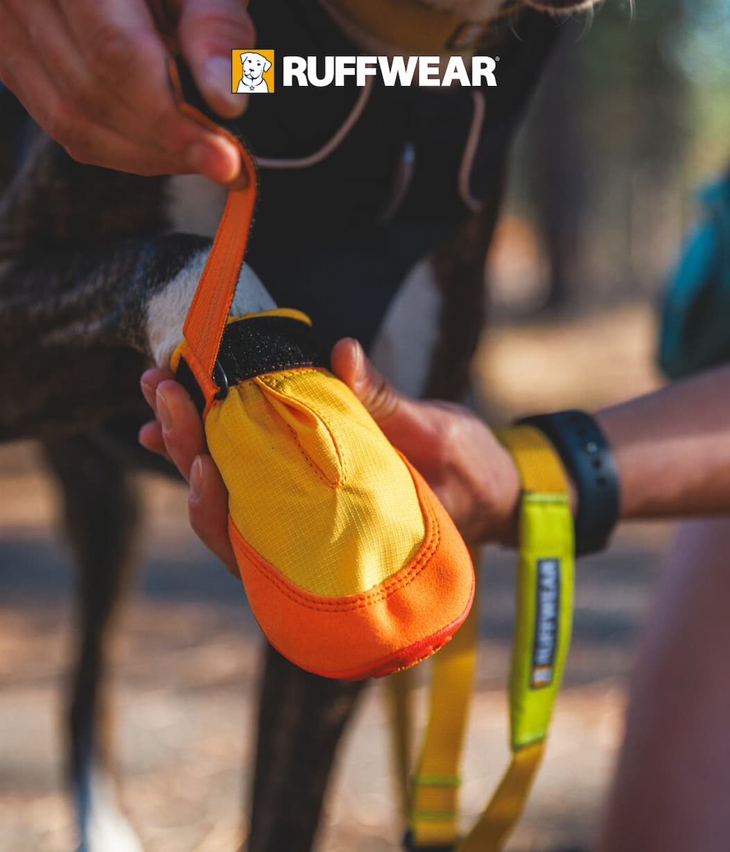 A human helps their dog put on their Summit Trex Boots.