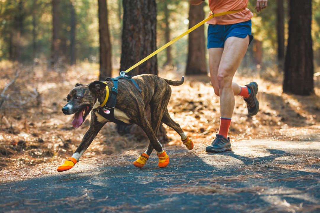 A human and dog run together.
