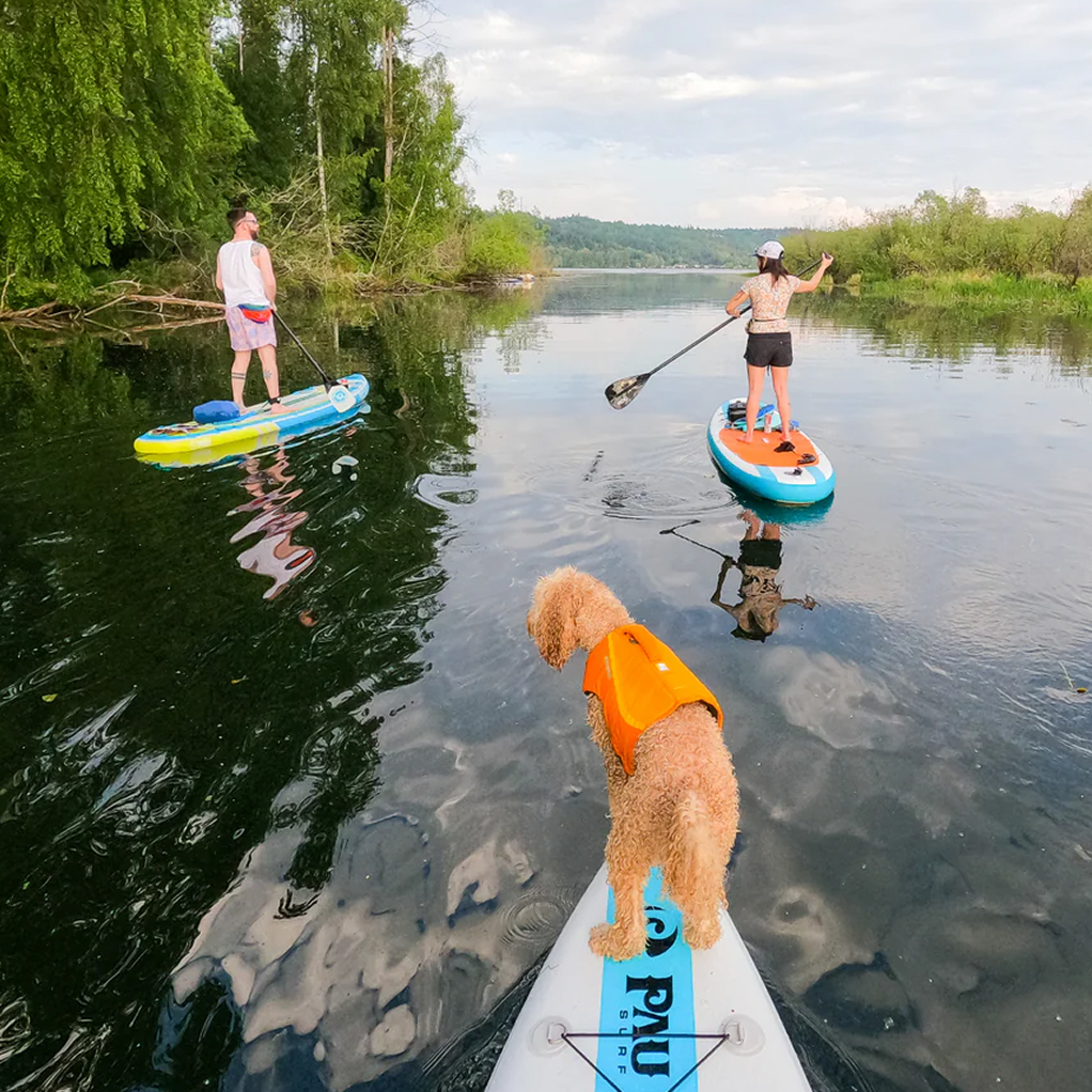 Bondi the dog rides a SUP with 2 other humans.