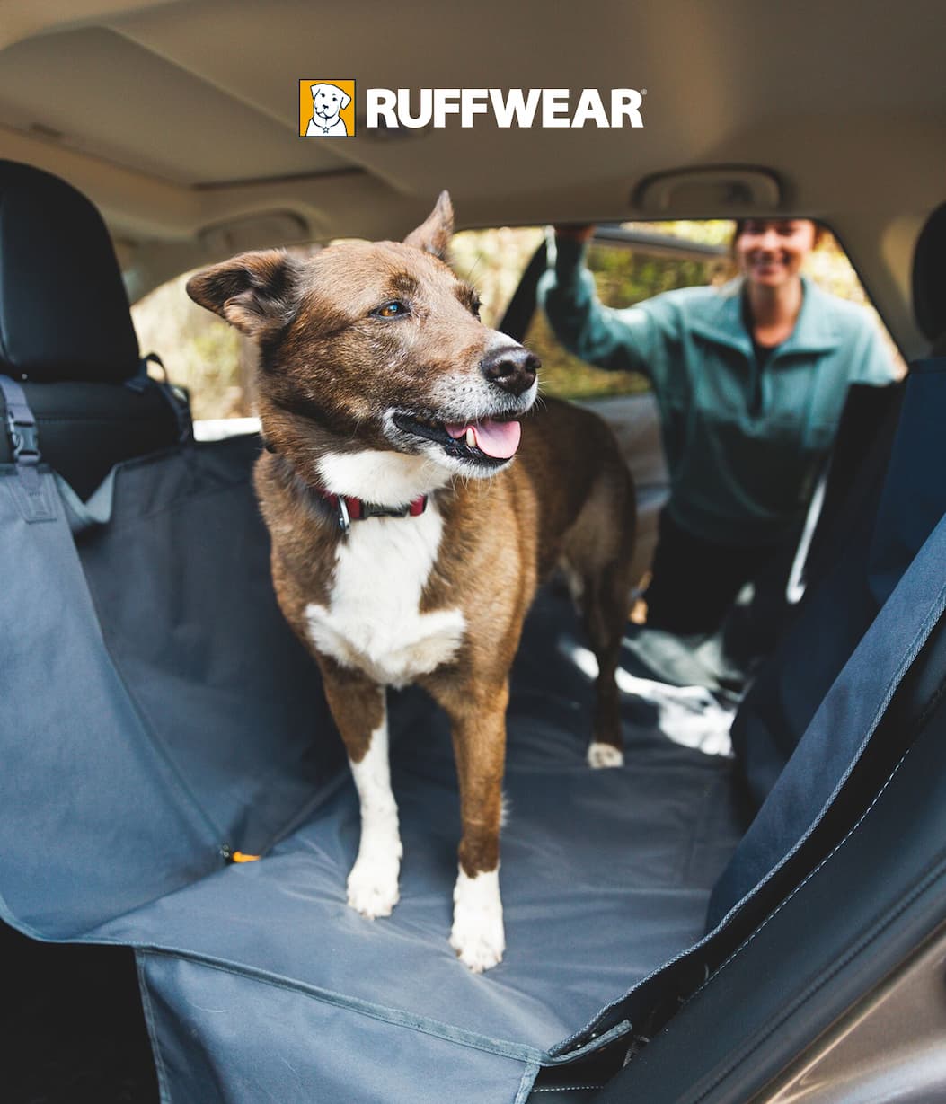 A dog hops in the back seat of a car. 
