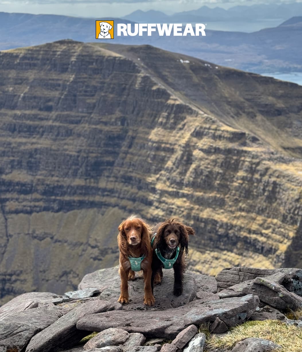 Two twin dogs wear the Hi & Light on top of a vista.
