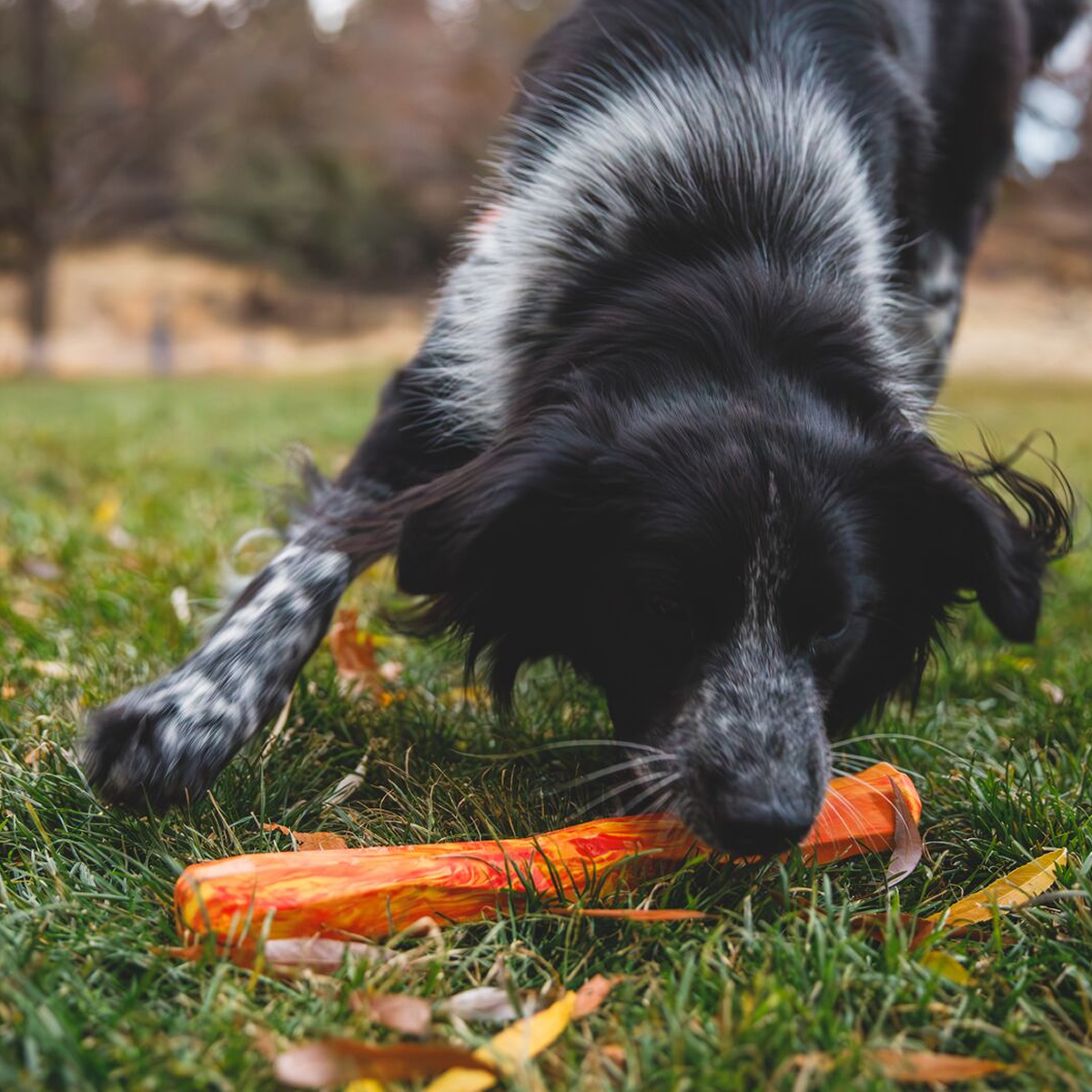 A dog fetches the Gnawt-A-Stick on the grass