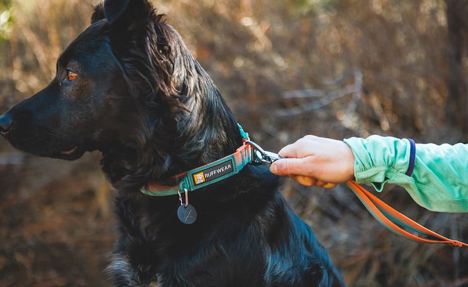 A human helps clip a leash onto a dog's collar