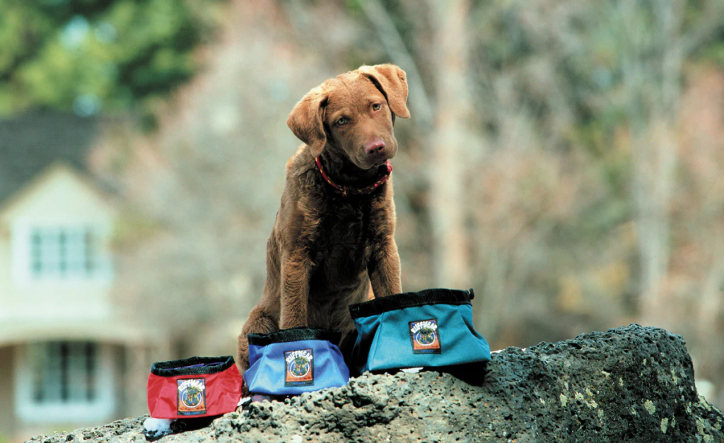 A puppy sits on a rock and looks at the camera in front of 3 Quencher Bowls