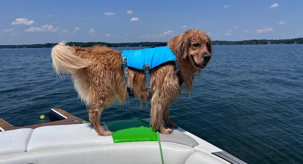 A red retriever wears the Confluence on their boat after going swimming.