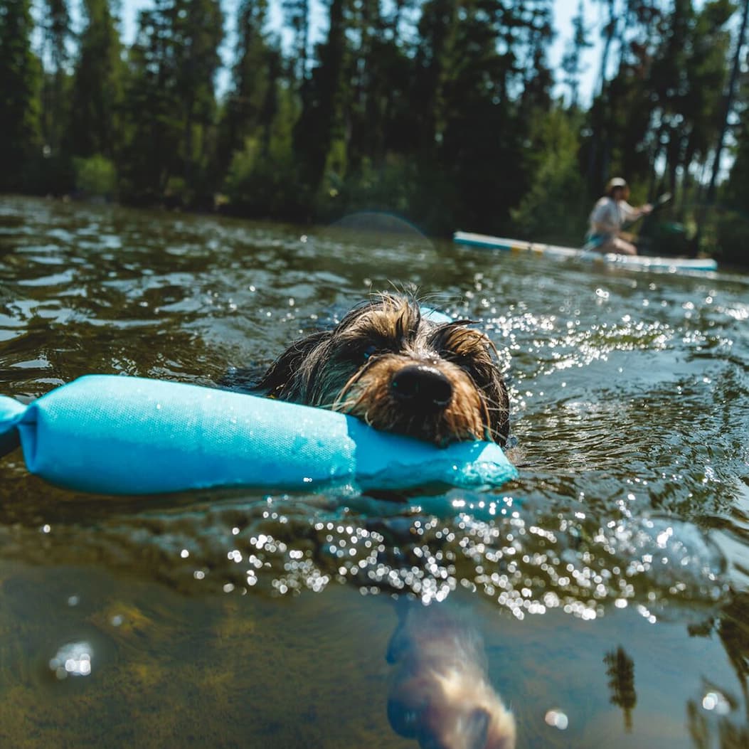 A dog swims with a Lunker in its mouth in the river.