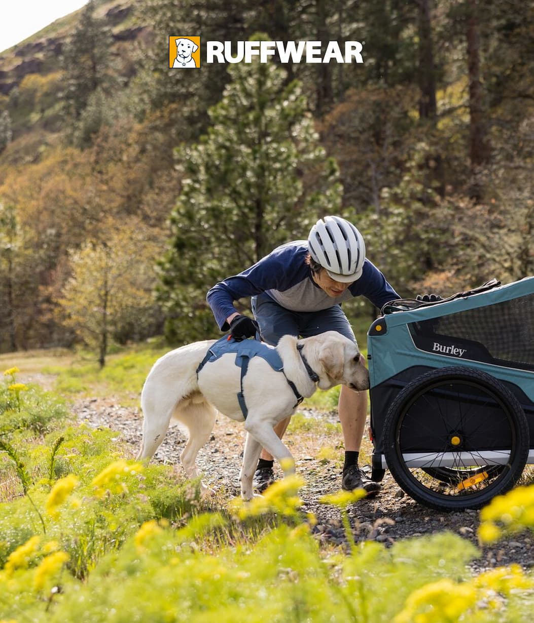 A human helps his senior dog into his Burley trailer.