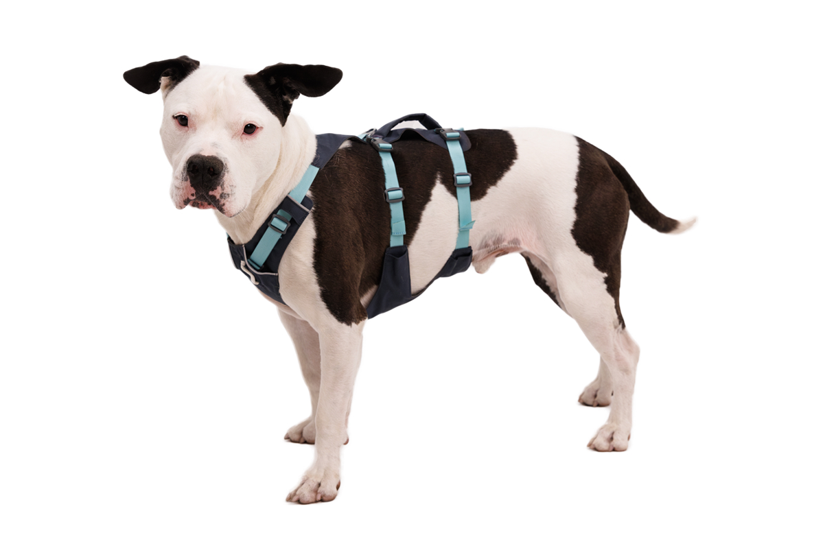 A sweet boxer wears a Flagline™ Harness in Basalt Gray