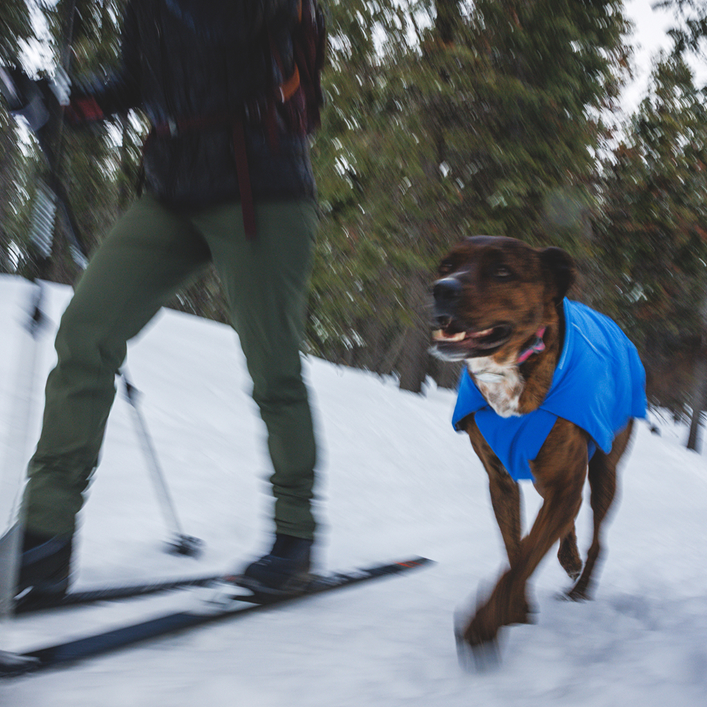 A human and dog ski together.