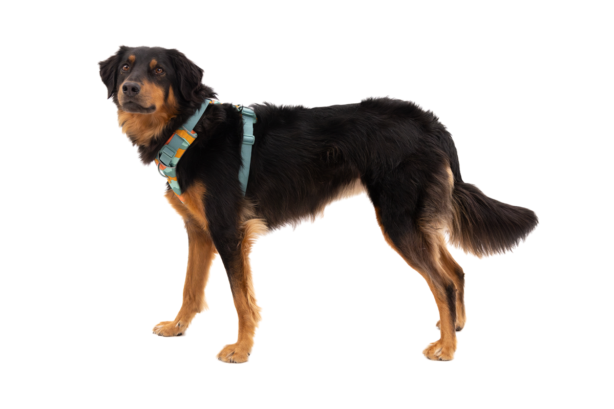 Lu wears a Front Range® Harness in Spring Mountains