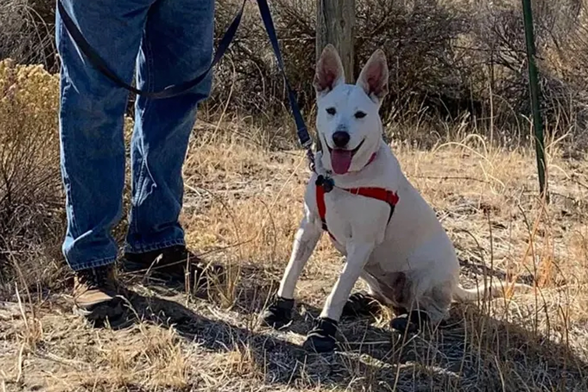 A human stands next to a doggo in boots.