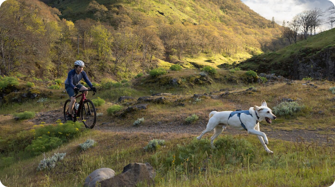 A senior dog runs up a trail wearing a gray Web Master Harness