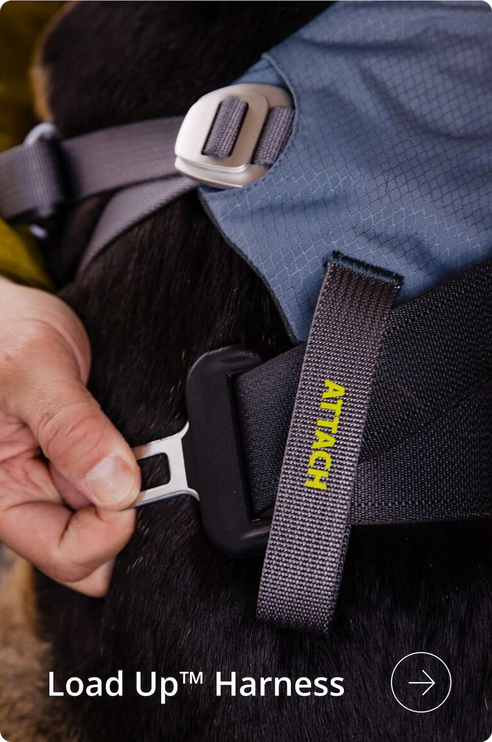 A human adjusts a strap on the Load Up™ Dog Car Harness