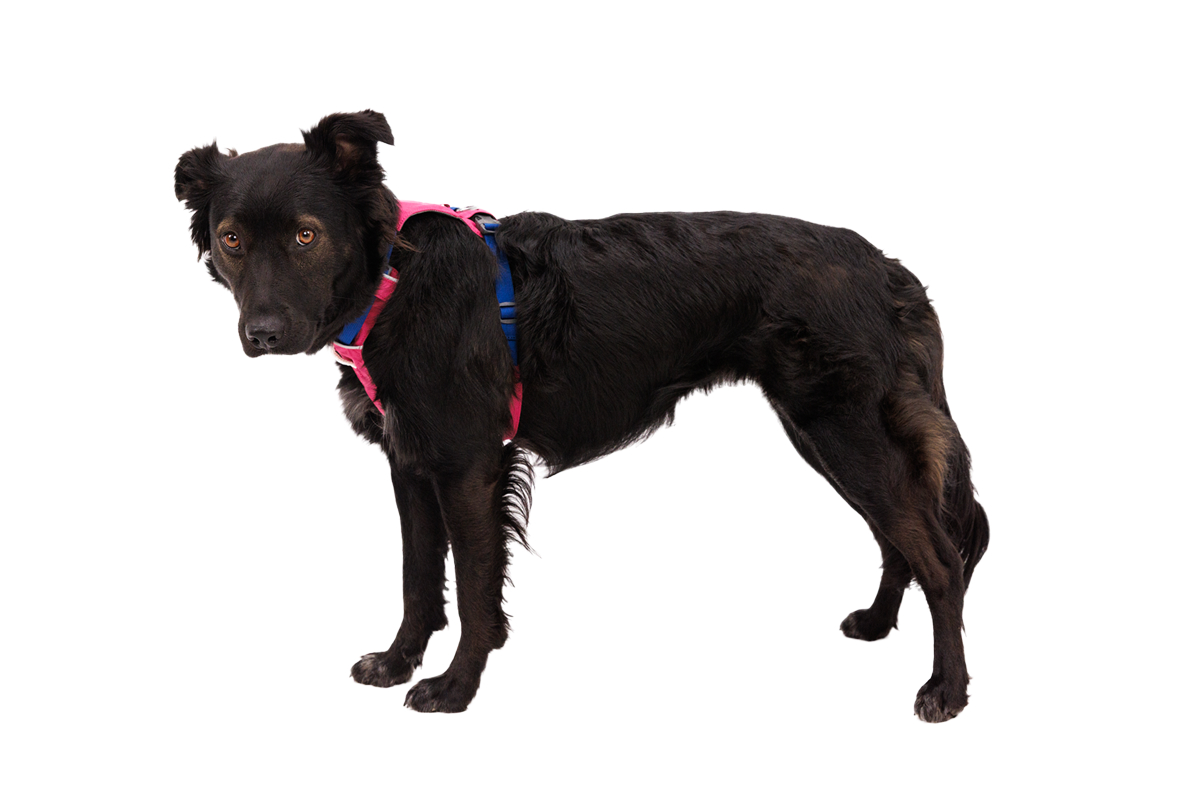 A lovely brown pup wears the Hi & Light™ Harness in Alpenglow Pink