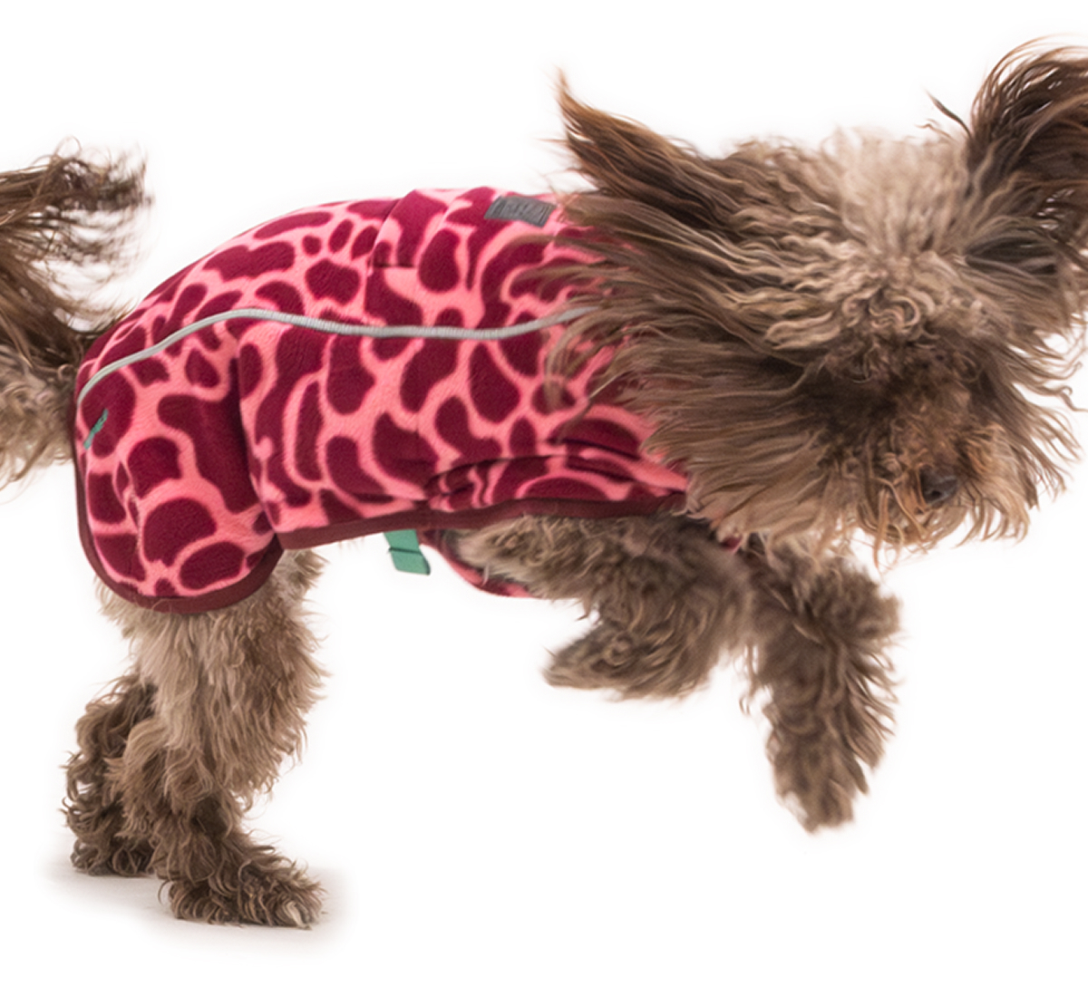 A small dog wearing a Berry Lava Climate Changer Vest plays