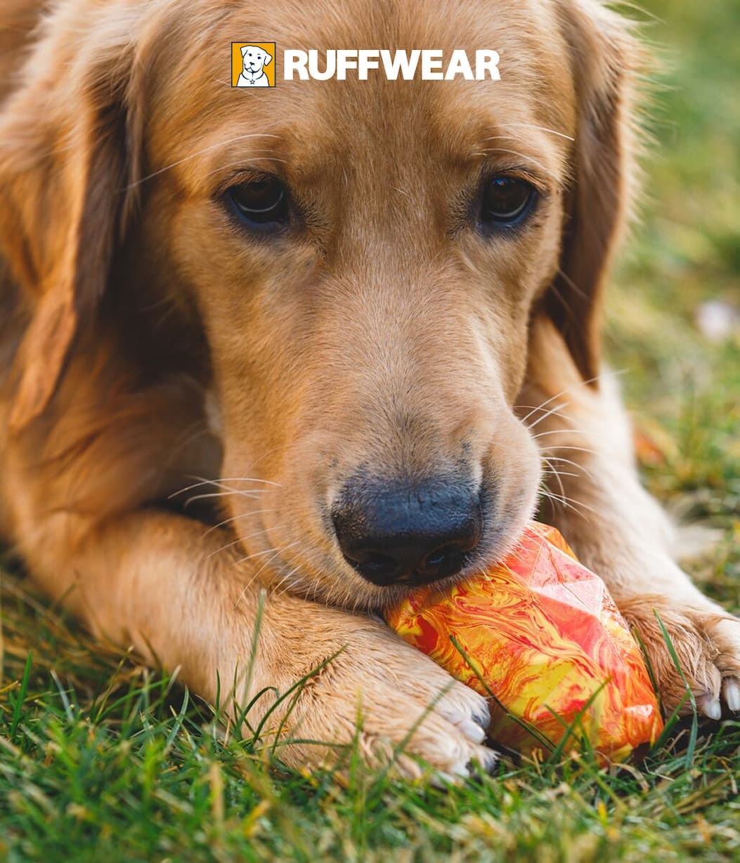 A close up of a golden retriever enjoying a treat from a Gnawt-A-Cone