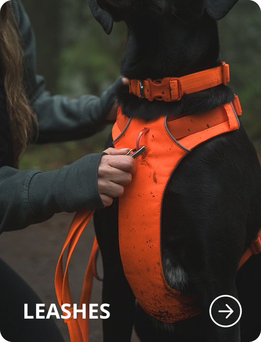 A pup wears a Blaze Orange Front Range™ Leash. Words read: LEASHES