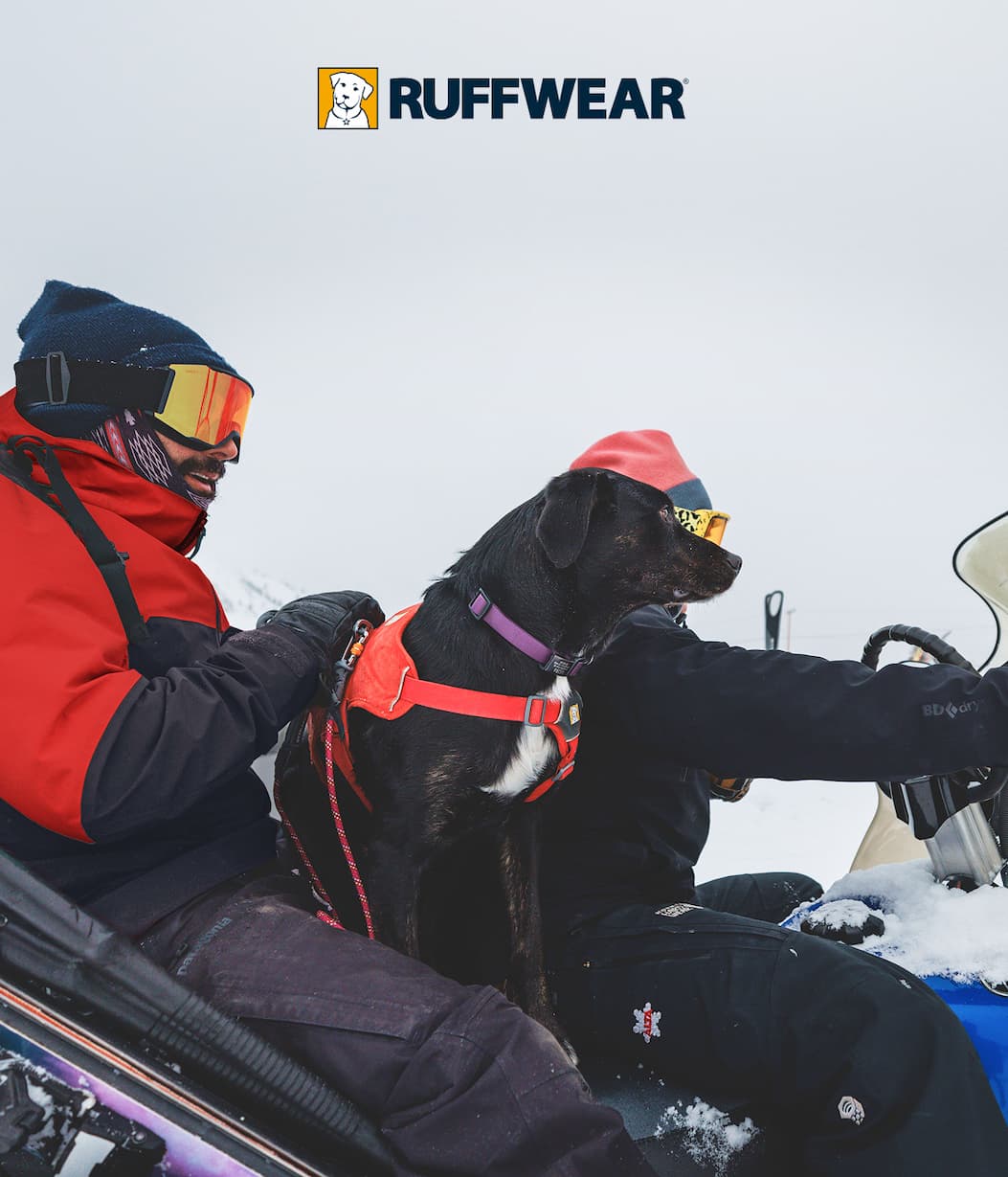 An avy dog rides on the back of a snow mobile with their humans.