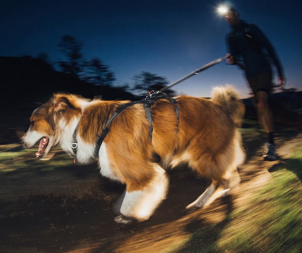 Remy runs in the dark wearing a Ridgeline™ Harness, collar and leash