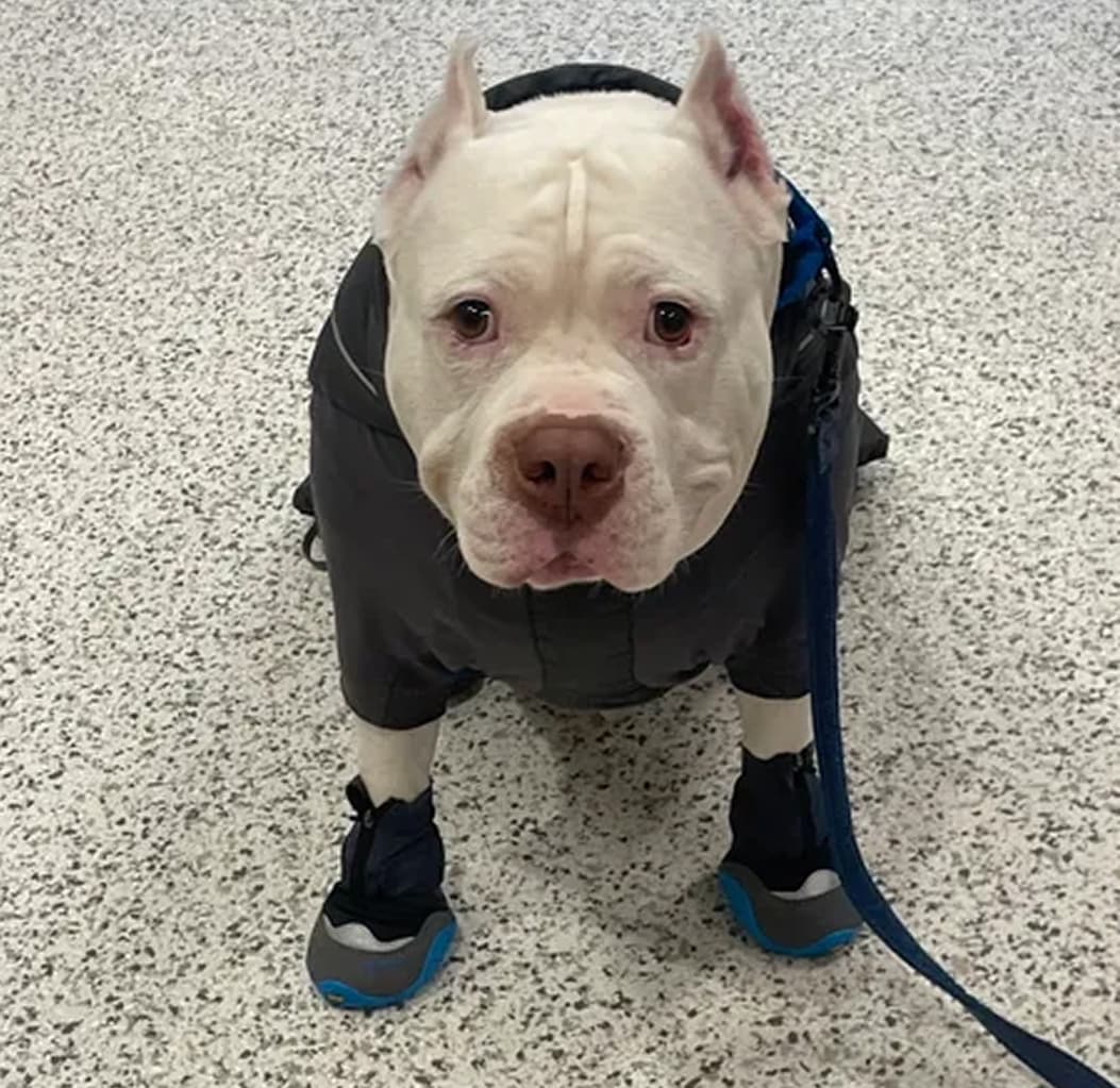 A sweet white pitt bull wears a pair of Polar Trex Shoes.