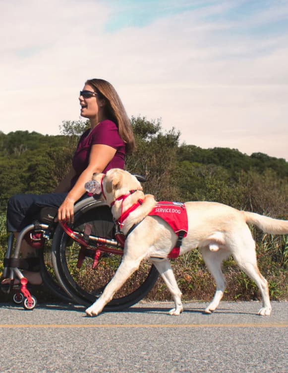 A woman and her service dog walk together on a road.