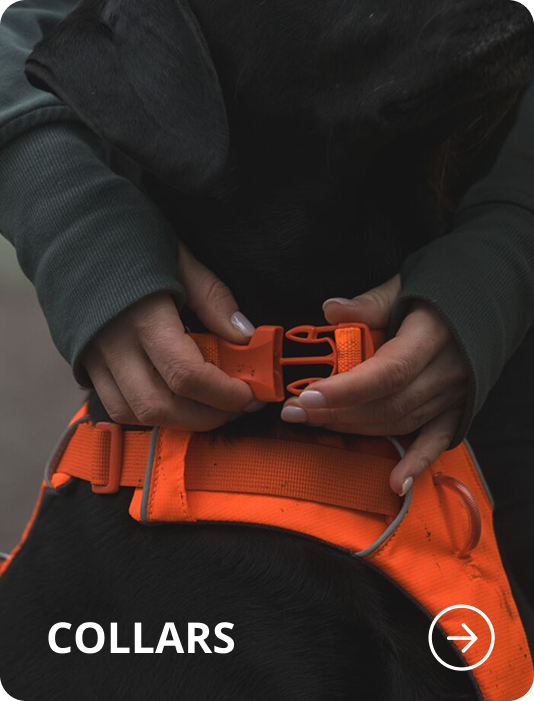 A pup wears a Blaze Orange Front Range™ Collar. Words read: Collars