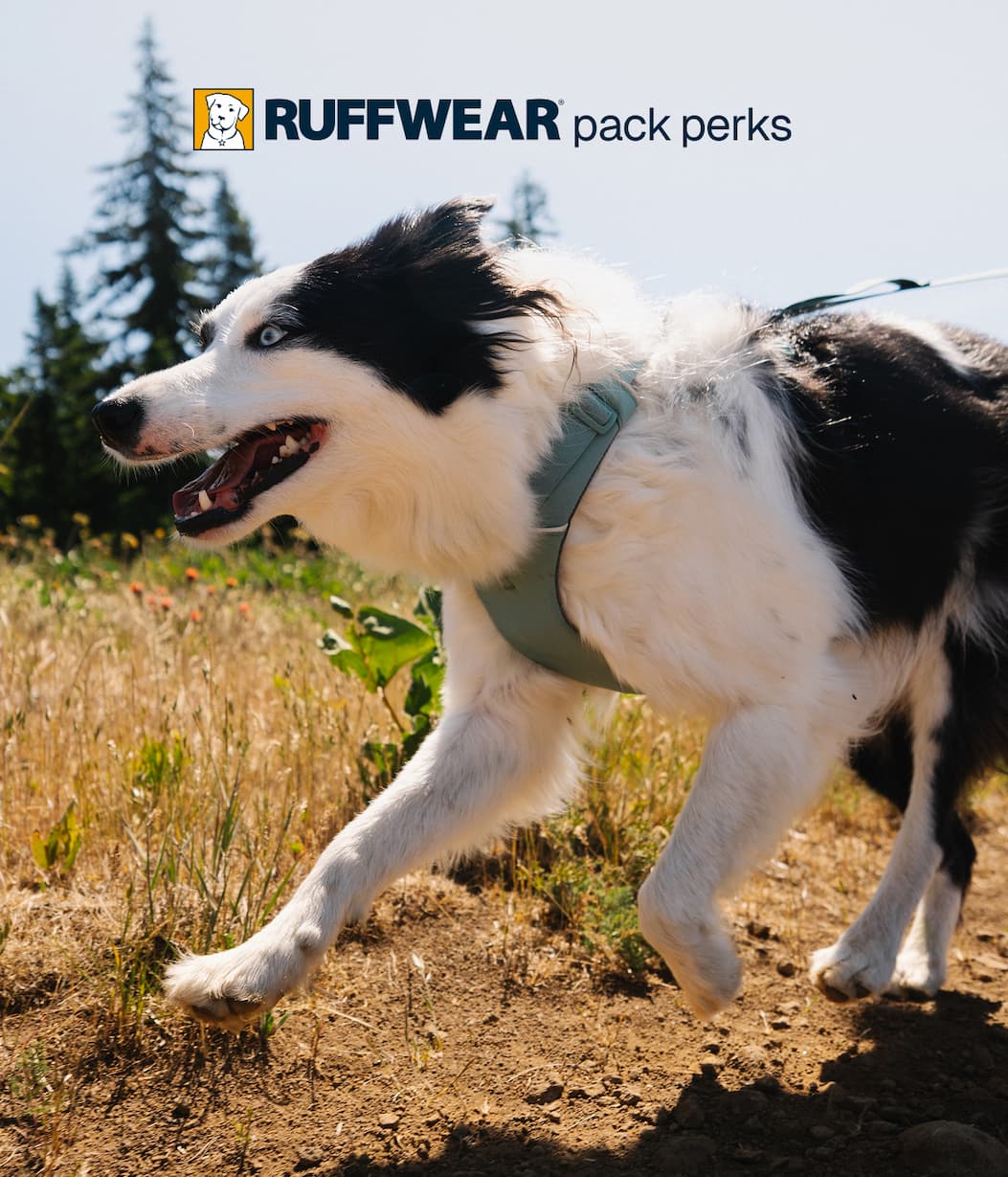 A dog runs in the grass.