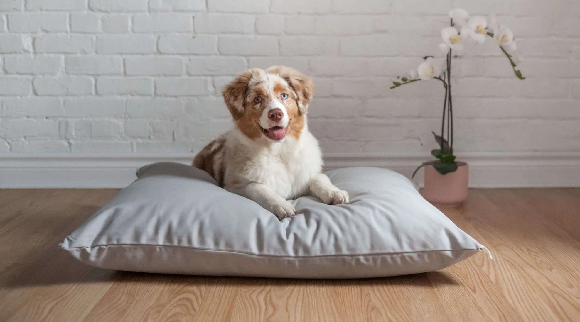 dog on NaturoPet pet bed