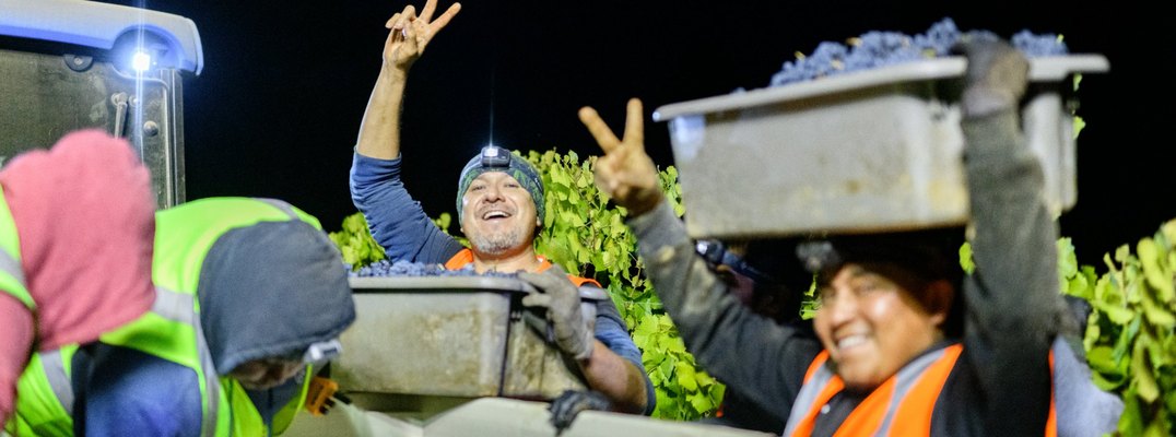 Harvest Workers Celebrating in the Vineyard