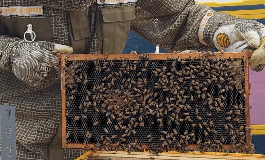 A frame of comb covered in workers, the queen standing on the wooden bottom bar.
