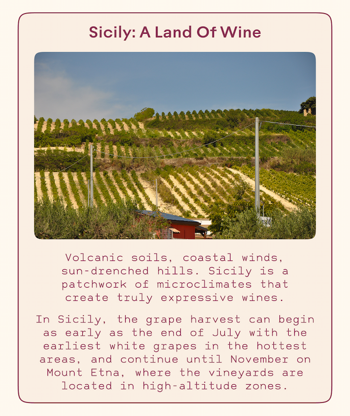 Sicily Land of Wine 